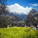 拉萨旅游 缩略图 4