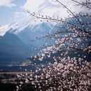 林芝旅游 缩略图 2
