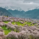 林芝旅游 缩略图 4
