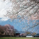林芝旅游 缩略图 8