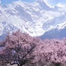 林芝旅游 缩略图 1