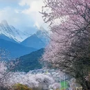 林芝旅游 缩略图 6