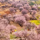 林芝旅游 缩略图 5