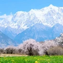 林芝旅游 缩略图 8