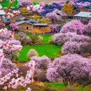 林芝旅游 缩略图 4