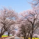 林芝旅游 缩略图 1