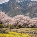 林芝旅游 缩略图 6