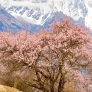 林芝旅游 缩略图 9