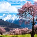 林芝旅游 缩略图 2