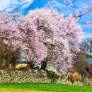 林芝旅游 缩略图 5