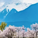 林芝旅游 缩略图 4