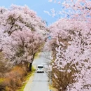 林芝旅游 缩略图 6