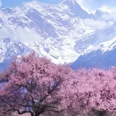 林芝旅游 缩略图 1