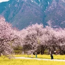 林芝旅游 缩略图 5