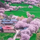 林芝旅游 缩略图 6