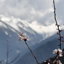 林芝旅游 缩略图 6