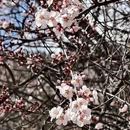 林芝旅游 缩略图 13