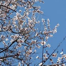 林芝旅游 缩略图 16