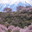 林芝旅游 缩略图 7
