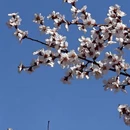 林芝旅游 缩略图 15