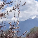 林芝旅游 缩略图 18