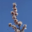 林芝旅游 缩略图 14