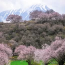 林芝旅游 缩略图 6