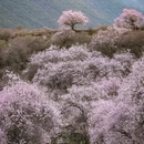 林芝旅游 缩略图 5