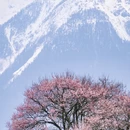林芝旅游 缩略图 4