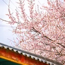 林芝旅游 缩略图 3