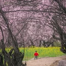林芝旅游 缩略图 12