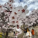 林芝旅游 缩略图 4