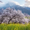 林芝旅游 缩略图 3