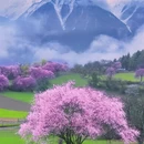 林芝旅游 缩略图 6