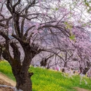 林芝旅游 缩略图 2