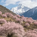 林芝旅游 缩略图 5