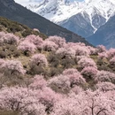 林芝旅游 缩略图 3