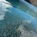林芝旅游 缩略图 2