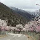 林芝旅游 缩略图 11