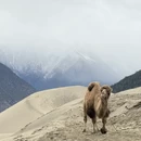 林芝旅游 缩略图 14