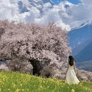 林芝旅游 缩略图 12