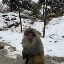 林芝旅游 缩略图 18