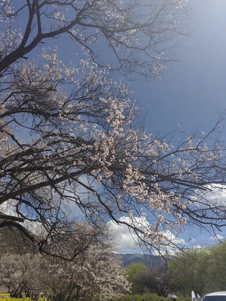 林芝旅游