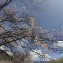 林芝旅游 缩略图 1