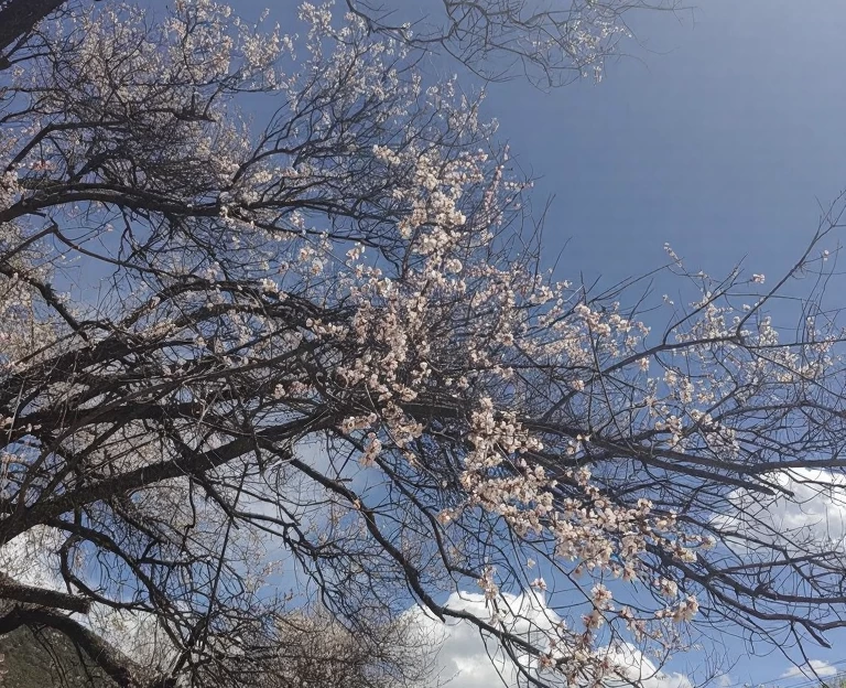 林芝旅游 1