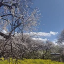 林芝旅游 缩略图 2