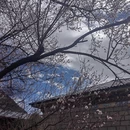 林芝旅游 缩略图 9