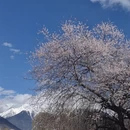 林芝旅游 缩略图 13