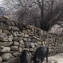 林芝旅游 缩略图 11