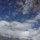 林芝旅游 缩略图 14